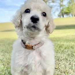 Mr Brown Collar (video) - Cream male Poodle puppy in Screven, Georgia from Dreamland Standard Poodles