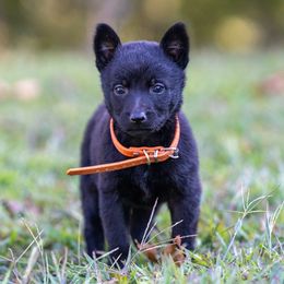 M: Orange Female (Solid Black) - Black brindle female Dutch Shepherd puppy in Alum Creek, West Virginia from Stay Wild K9