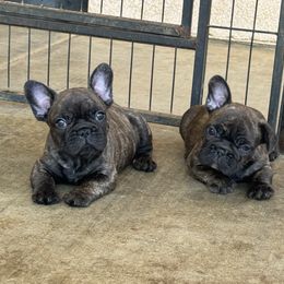 Ryun - Brindle male French Bulldog puppy in Riverside, California from Nancy Smith Woodcrest Frenchies