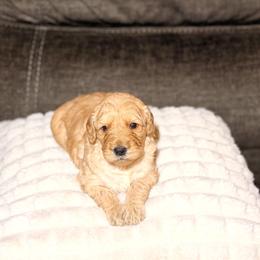 Pumpkin - Apricot female Goldendoodle puppy in Richmond, Virginia from Diverse Nurturing Affectionate Doodle Kennel