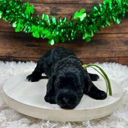 Ross - Black and white male Cockapoo puppy in Lancaster, Missouri from Cavapoo Acres
