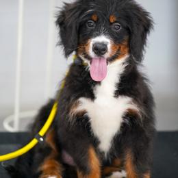 Aelswith (trained puppy) - Tri-color female Bernedoodle puppy in Dundee, Ohio from Down Home Doodle