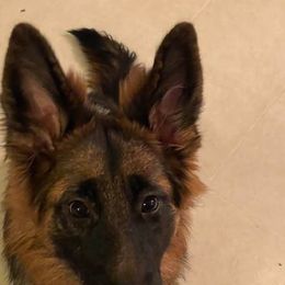 German Shepherds from Ortiz German Shepherds