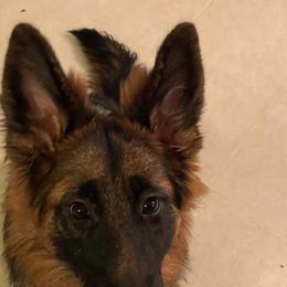 German Shepherds from Ortiz German Shepherds