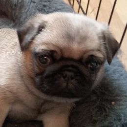 Pugs from Sunset Farms