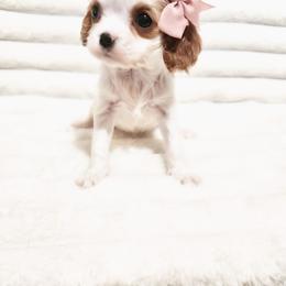 Velvet - Blenheim female Cavalier King Charles Spaniel puppy in Wilburton, Oklahoma from My Kids Kennel