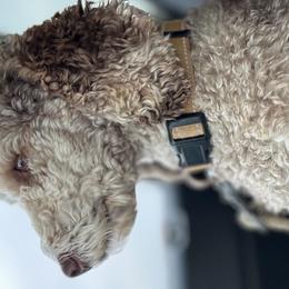 Aussiedoodles from Easton L