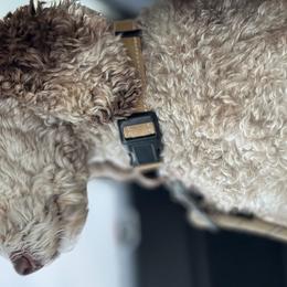 Aussiedoodles from Easton L