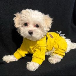Da Vinci - White male Maltese puppy in Houston, Texas from The Royal Furbabies
