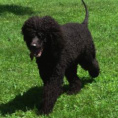 English Cocker Spaniels and Irish Water Spaniels from Landacre Irish Water Spaniels and English Cocker Spaniels