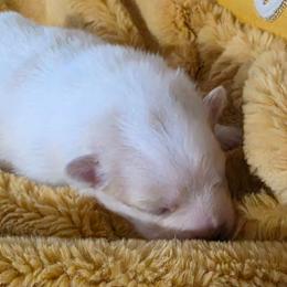 Moose - Cream parti male Pomeranian puppy in Cleveland, Tennessee from Deborah's Darlings