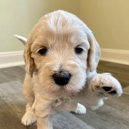 Goldendoodle Puppies from Lykeable Farms