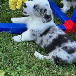 Cardigan Welsh Corgi Puppies from Wasatch