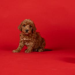 Creed - Red  male Goldendoodle puppy in Payson, Utah from Country Sky Doodles