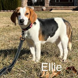 Ellie - Beagle