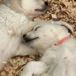 Golden Retriever Puppies from Cream of the Crop Goldens Michigan