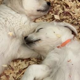 Golden Retriever Puppies from Cream of the Crop Goldens Michigan
