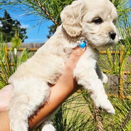 Bark Twain - Cream male Cockapoo puppy in Indiahoma, Oklahoma from Phamily Doodles