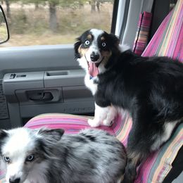 Toy Australian Shepherd All Grown Up from The Ranch of the Sun Toy Aussies