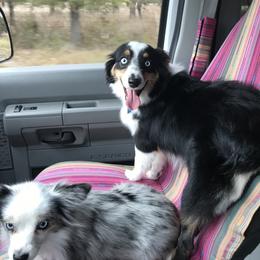 Toy Australian Shepherd All Grown Up from The Ranch of the Sun Toy Aussies
