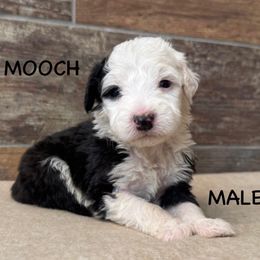 Mooch - Gray and white Old English Sheepdog puppy in Blackfoot, Idaho from What the Fluff Old English Sheepdog