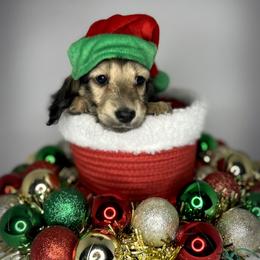 Hans - Dachshund puppy from Von Loos Dachshunds