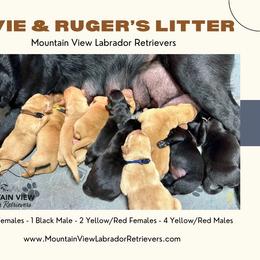 Labrador Retriever puppies from Mountain View Labrador Retrievers