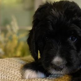 Bernedoodles from Collins Bernedoodles