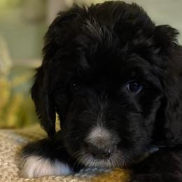 Bernedoodles from Collins Bernedoodles