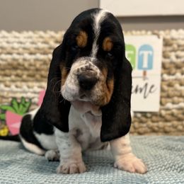 Saltwater Taffy (purple collar) - Black brown and white female Basset Hound puppy in Edmonton, Kentucky from RiverBottom Bassets