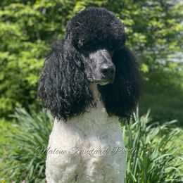 China  - Poodle