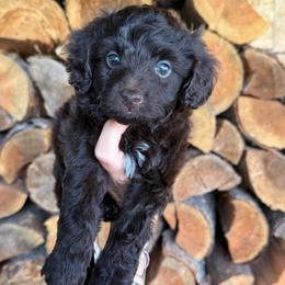 Espresso - Chocolate male Double Doodle puppy in Horseshoe Bend, Idaho from Over the Moon Poodles and Doodles