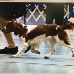 Welsh Springer Spaniels from Chessy Creek Welsh Springer Spaniels