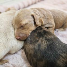 Roxy - Cream female Dachshund puppy in El Mirage, Arizona from Sunset Dachshunds