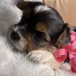 Lily - Black tan and white female Biewer Terrier puppy in Concord, California from Puppy Boutique