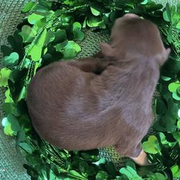 Bailey - Red tri-color female Australian Shepherd puppy in Marshall, Virginia from Greywood Farm Aussies
