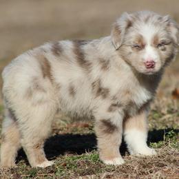 Topaz - Dilute red female Australian Shepherd puppy in Quapaw, Oklahoma from Rocky Hill Aussies