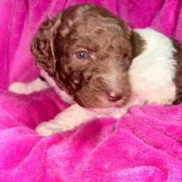 Ranger (vChris) - Parti female Poodle puppy in Meadowbrook, California from Standard Poodle Pups