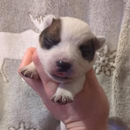 Boy 2 - Red speckled male Australian Cattle Dog puppy in Mena, Arkansas from Red Desert Australian Cattle Dogs