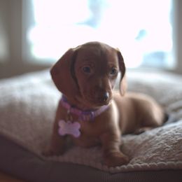 Dachshund Puppies from Dream Dachshunds