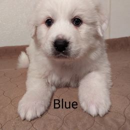 Great Pyrenees Puppies from Duck Creek Poultry Place & Wilson's Waterfowl