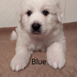 Great Pyrenees Puppies from Duck Creek Poultry Place & Wilson's Waterfowl