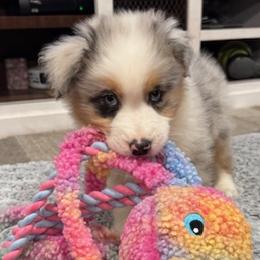 Ghost - Australian Shepherd puppy from Saddle Peak Aussies