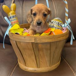 AKC 'Calamity Jane' - Red female Dachshund puppy in Joshua Tree, California from Desert Dreams Ranch