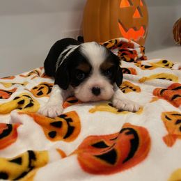 Cavalier King Charles Spaniel Puppies from Ridgefield Cavaliers
