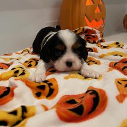 Cavalier King Charles Spaniel Puppies from Ridgefield Cavaliers
