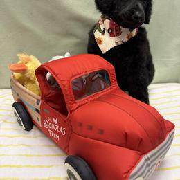 Poodle Puppies from Best Friend Poodles