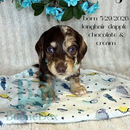 Raj - Dapple male Dachshund puppy in Noble, Oklahoma from Marissa's Dachshunds (BooneDox Mini Dachshunds)