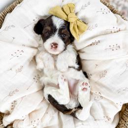 Wren- yellow collar girl - Tri-color female Cavapoo puppy in Melbourne, Florida from Space Coast Doodle Co.