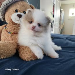 Lucky - 3,500 dollars - Chocolate merle male Pomeranian puppy in Amelia, Ohio from Boujee Puff Poms